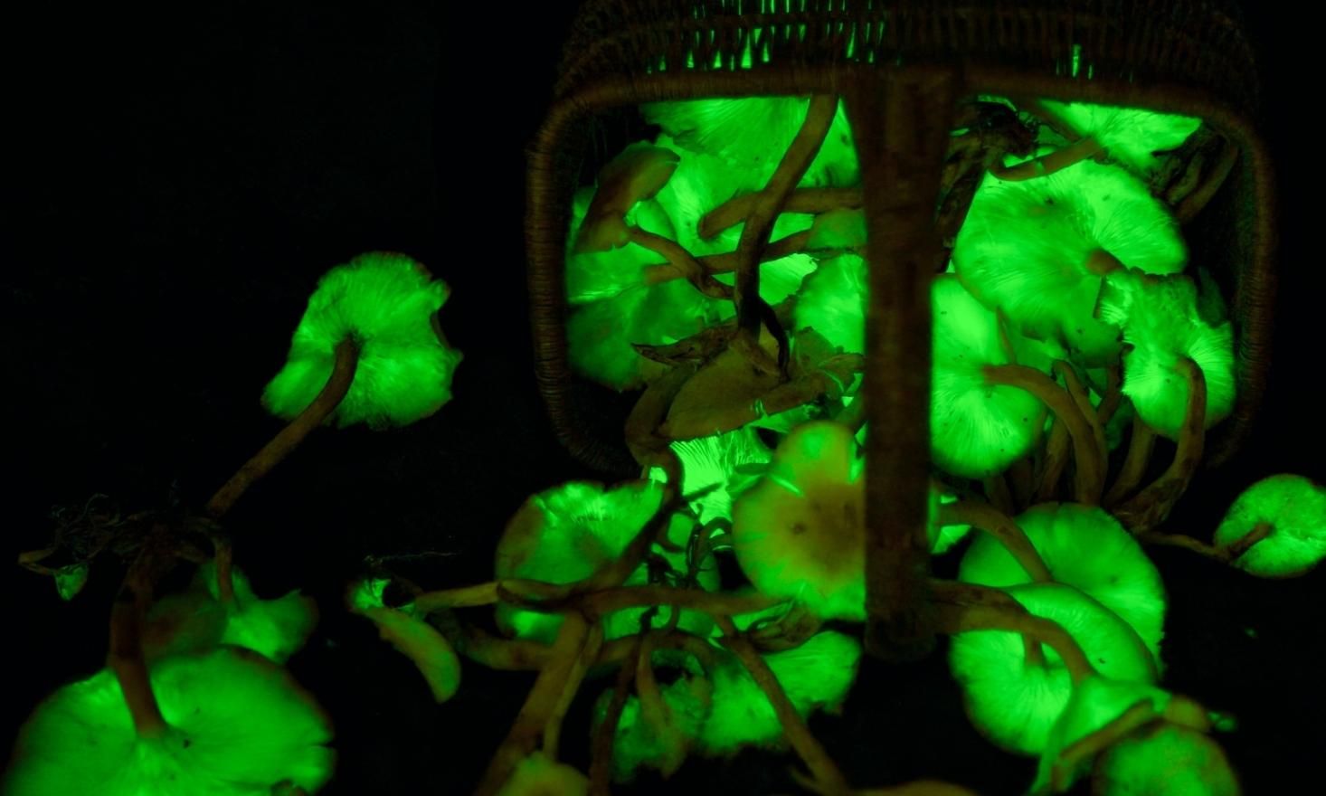 Black and bright green image of Omphalotus illudens (Jack-o-Lantern mushrooms) glowing.
