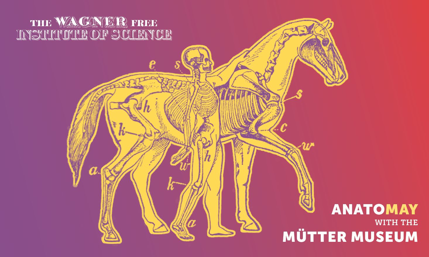 Diagram of the anatomy of a man and a horse in yellow, against red and purple background, with the Wagner Free Institute of Science Logo